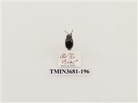 藏品(鞘翅目(1))的圖片